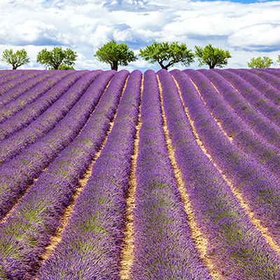 PROVENZA