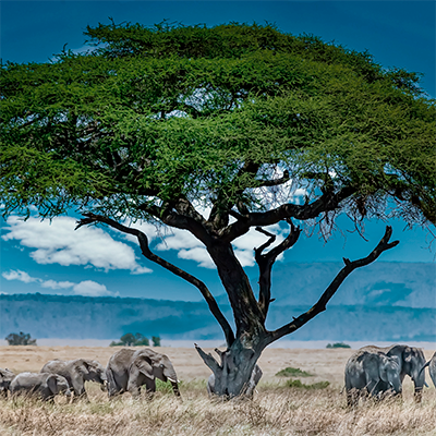 UGANDA